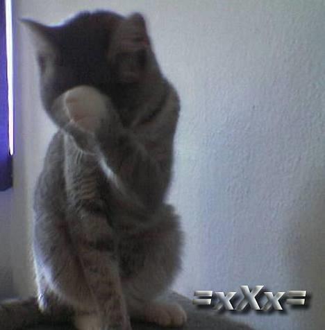 Blanding af racer Emma - Nåå hun er Genert.. Heh billede 8