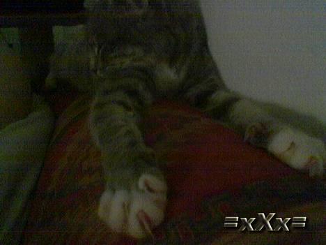 Blanding af racer Emma - Så giver hun Dig lige Fingeren.. eller poten eller hvad det så hedder.. heh billede 9