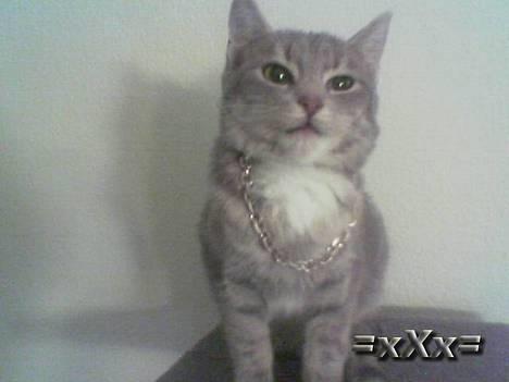 Blanding af racer Emma - Grrr.. billede 10