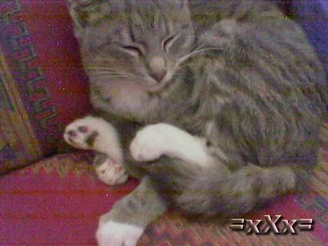 Blanding af racer Emma - Så længe du selv kan finde ud af det.. Hehe billede 12