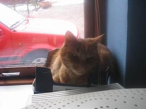 Blanding af racer Nusser Død <3 :'( - heej......... der kommer mange flere Billeder indnu.. billede 4