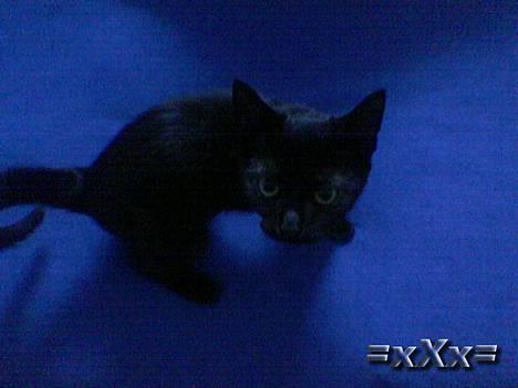 Blanding af racer Frederik - Han er DEJLIG! billede 1