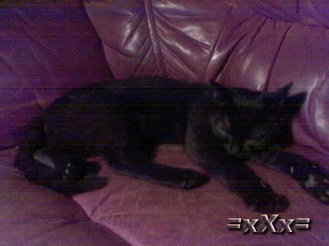 Blanding af racer Frederik - Faldt i søvn til Fjernsynet.. Hehe billede 2