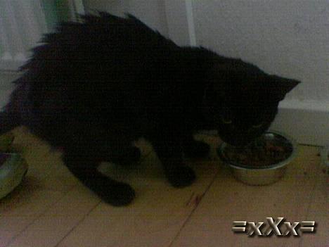 Blanding af racer Frederik - "Ikke Billeder når jeg Spiser!" billede 3