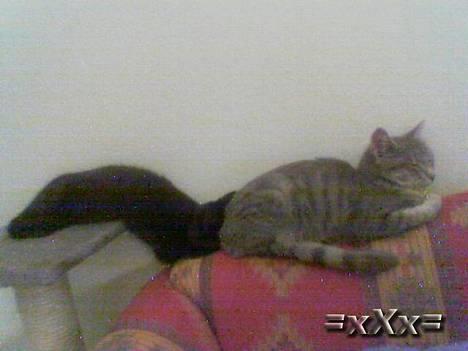 Blanding af racer Frederik - Ligger du godt Frederik..? billede 7