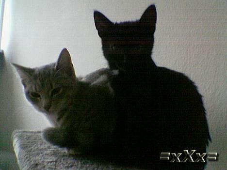 Blanding af racer Frederik - I er Søde.. billede 8