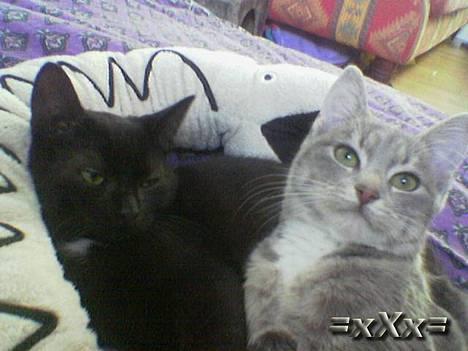 Blanding af racer Frederik - Nååå billede 9