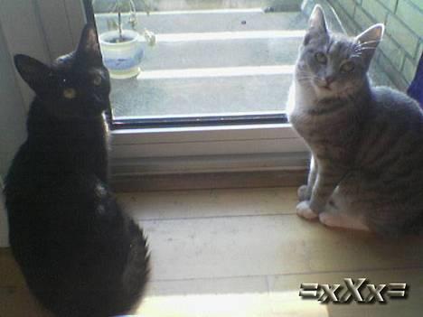 Blanding af racer Frederik - Vil i ud..? billede 10