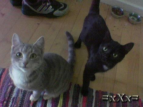 Blanding af racer Frederik - Smiil billede 11