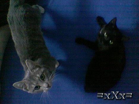 Blanding af racer Frederik - Mine Unger!!! billede 12