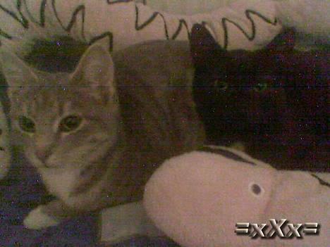 Blanding af racer Frederik - Pas på Slangen ikke spiser jer!.. Heh billede 13