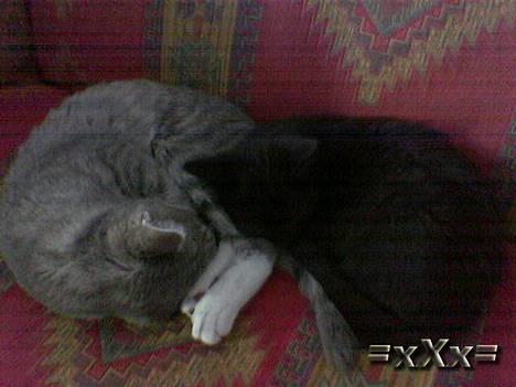 Blanding af racer Frederik - Familie Kærlighed.. billede 14