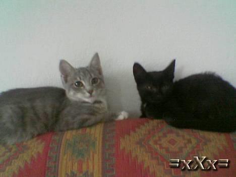 Blanding af racer Emma - nåå i 2 billede 13