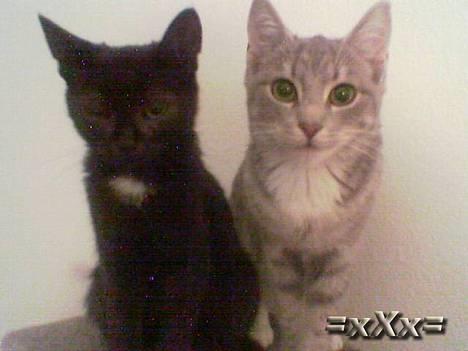 Blanding af racer Emma - Smiiil billede 15