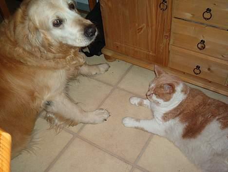 Blanding af racer Maxi  ( Dansk huskat ) - Maxi og Maxis bedste ven Tiko billede 9