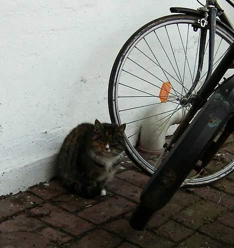 Blanding af racer Ganja billede 6