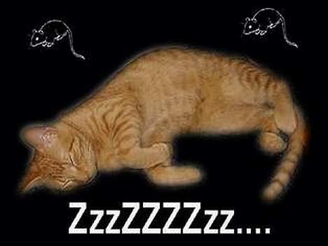 Blanding af racer Bamse (R.I.P) billede 13