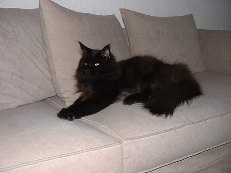 Maine Coon Dark Knight - Dejlig ny sofa:-) billede 11