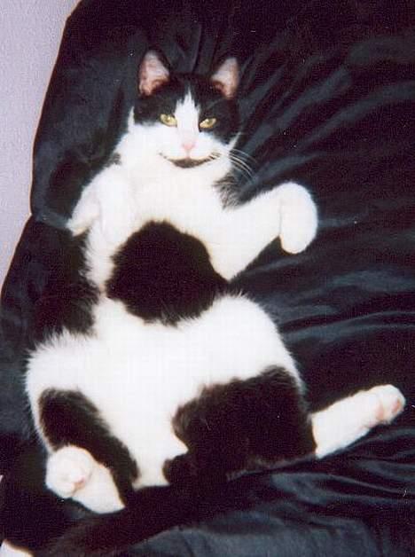 Huskat † Kashmir † - Er jeg ikke dejlig? billede 1