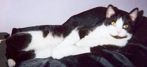 Huskat † Kashmir † - Vi ligger lige lidt afslappet... billede 2