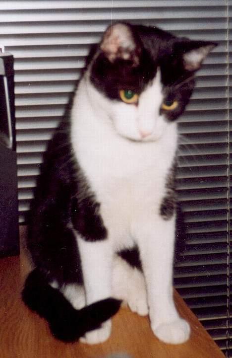 Huskat † Kashmir † billede 3