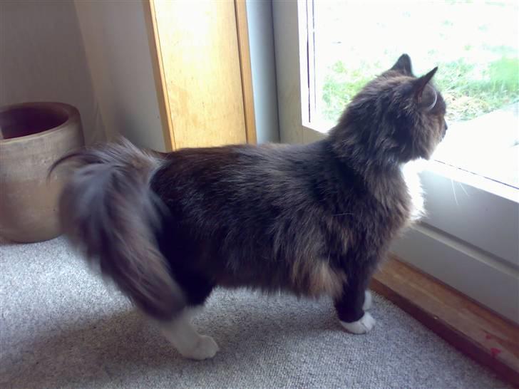 Blanding af racer Oliver - NYT: 27/10-07 - Se lige den lækre pels... billede 1