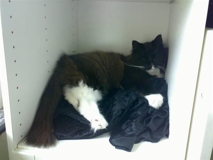 Blanding af racer Oliver - NYT: 27/10-07 - Så sover man altså bare godt! billede 3