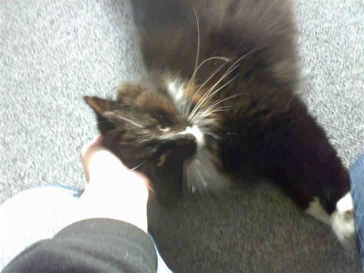 Blanding af racer Oliver - NYT: 27/10-07 - Se lige det bedårende hoved - Kæl mig! Nu! billede 4