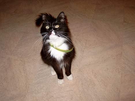 Blanding af racer Oliver - GAMMELT: Da jeg havde Oliver før, var han en bette pjevs! billede 5