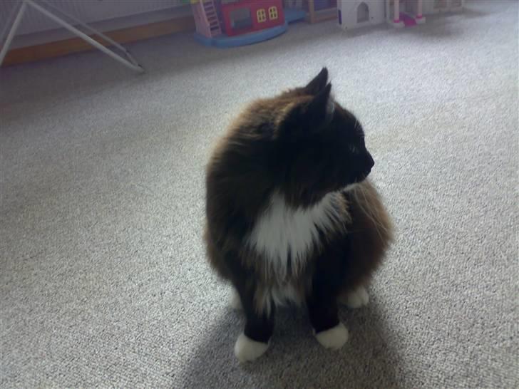 Blanding af racer Oliver - NYT: 27/10-07 - Sidder man lidt på lur? billede 6