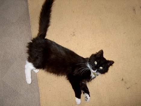 Blanding af racer Oliver - GAMMELT: Da jeg havde Oliver før, havde han bare et par totter her og der, ikke rigtig noget langt hår! billede 7