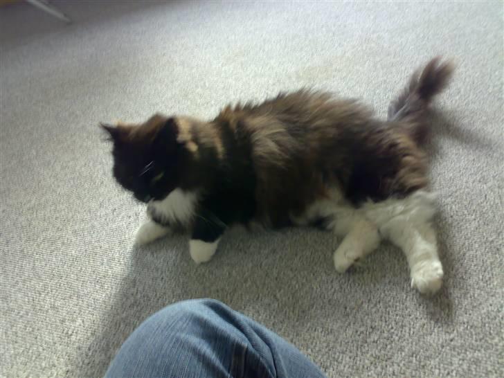 Blanding af racer Oliver - NYT: 27/10-07 - Se lige en pjuskebuks jeg har fået mig! billede 8