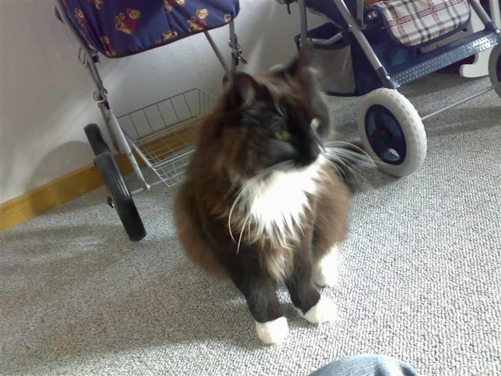 Blanding af racer Oliver - NYT: 27/10-07 - Ville du noget? Se lige et stort hoved jeg har fået mig! billede 9