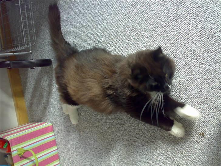 Blanding af racer Oliver - NYT: 27/10-07 - Se lige hvor lang jeg kan blive! billede 10