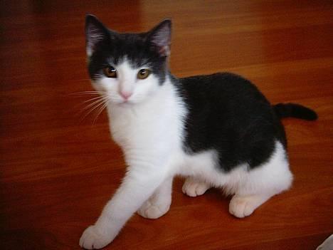 Huskat Olli billede 1