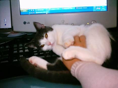 Huskat Olli - Distraherer lige mor lidt ved computeren, skal da kløes på maven, for en gangs skyld :)! billede 2