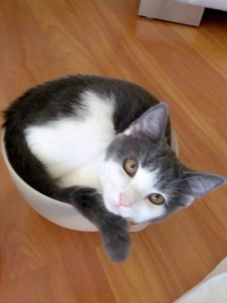 Huskat Olli - Hun er helt vild med at ligge i skåle, uanset hvor lille de er, skal hun nok få sig presset derned ;)! billede 3