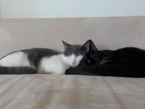 Huskat Olli - Hygger med brormand! billede 4