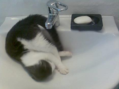 Huskat Olli - Så laver vi lige ravage i håndvasken. Ska da ha´ AL den opmærksomhed hun kan få :)! billede 5