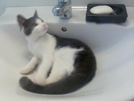 Huskat Olli billede 6