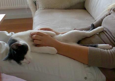 Huskat Olli - Ynglingsbeskæftigelsen: Kløes på maven. billede 7