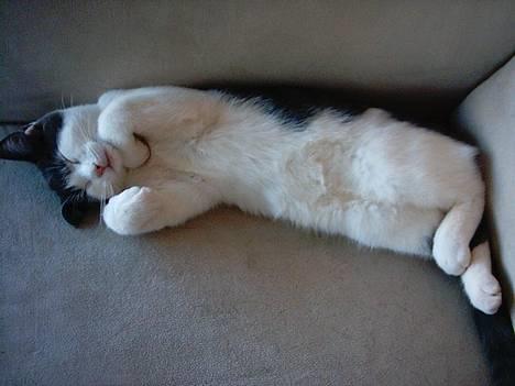 Huskat Olli billede 8