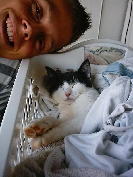 Huskat Olli - Gået kold i vasketøjskurven. Hov der har da vist sneget sig en anden med på billedet ;)! billede 9