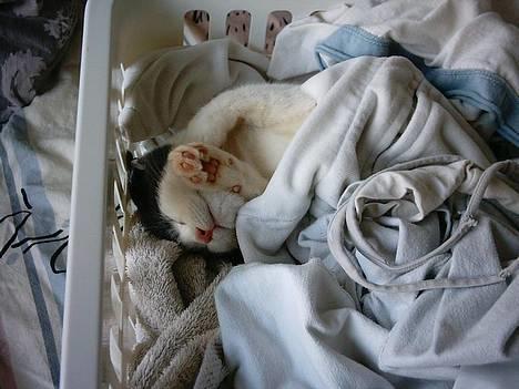 Huskat Olli billede 10