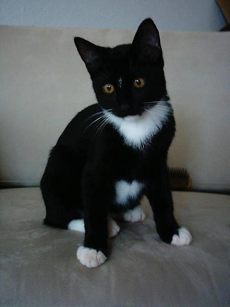 Huskat Benjamin - Her er jeg så :o)! billede 1