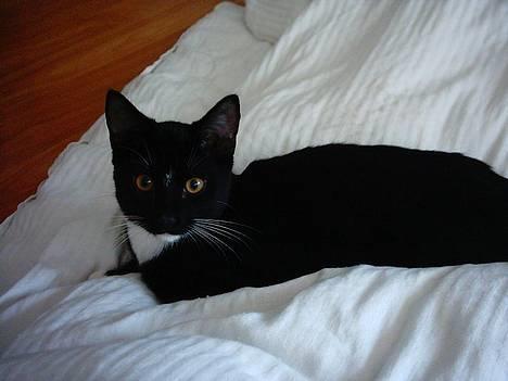 Huskat Benjamin billede 2