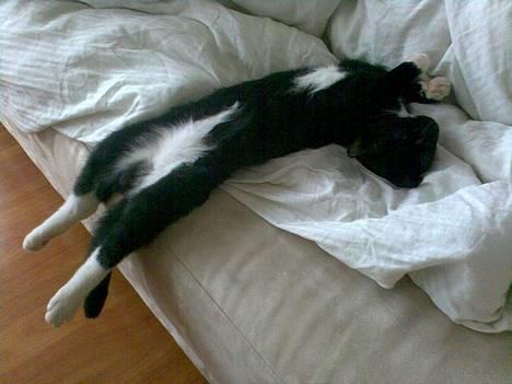 Huskat Benjamin - Her tager han lige en slapper på en af hans besynderlige måder :)! billede 3