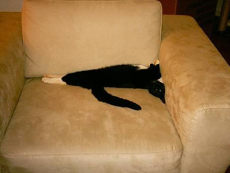 Huskat Benjamin - Så bliver der slappet af igen! billede 5