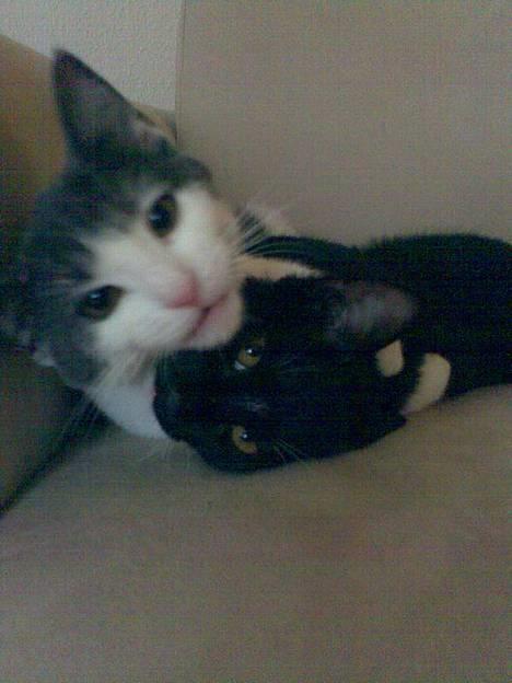 Huskat Benjamin - Slås lidt med hans søster! billede 6