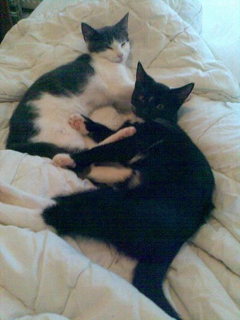 Huskat Benjamin billede 7